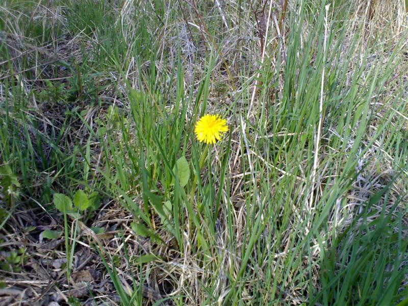 200704091764 .jpg